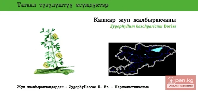 Kashgarian Bean Caper