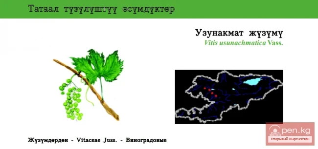 Виноград Узунахматский \ Узунакмат жузуму / Uzun-Akhmat Grape
