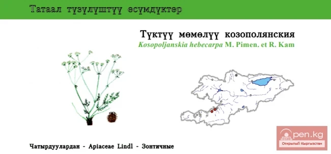 Козополянския пушистоплодная \ Туктуу мёмёлуу козополянския / Wolly-fruited Kosopoljanskia