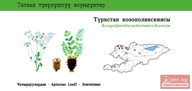 Kosopolyan Turkestan / Turkestan Kosopoljanskia