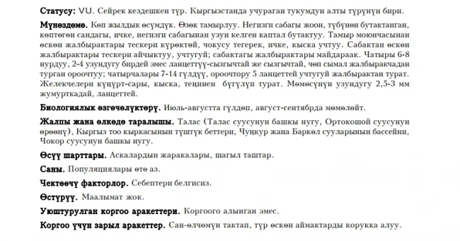 Rosetted Thorough-wax / Сабаксыз буплеурум / Володушка розеточная