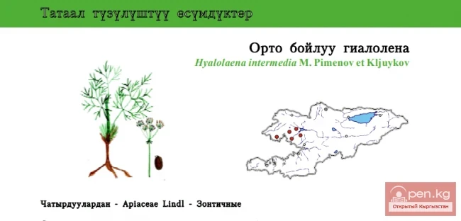 Intermediate Hyalolaena \ Orthoboylu Hyalolaena