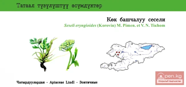Жабрица синеголовниковая \ Кёк башчалуу сесели \ Теңиз кекси сыяктуу шалбаа саксифражи