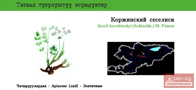 Korshinsky's Meadow Saxifrage