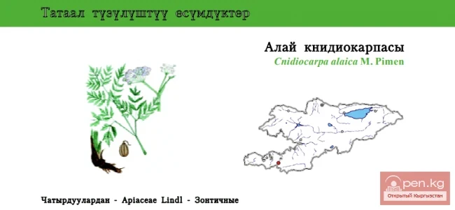 Книдиокарпа алайская \ Алай книдиокарпасы \ Cnidiocarpa