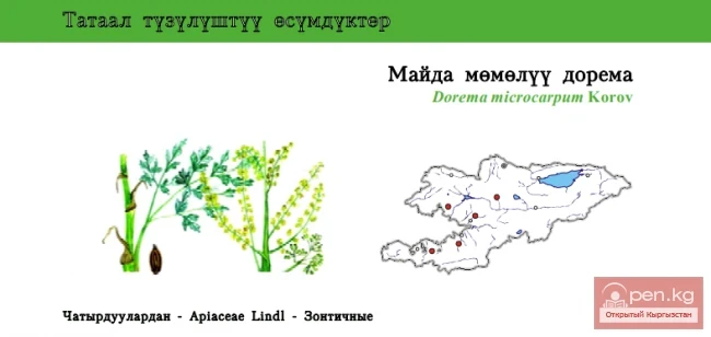 Dorema microcarpous \ Mayda myomyolu Dorema \ Microcarpous Dorema