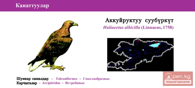 Орлан белохвост \ Аккуйруктуу суубуркут / White-tailed Eagle