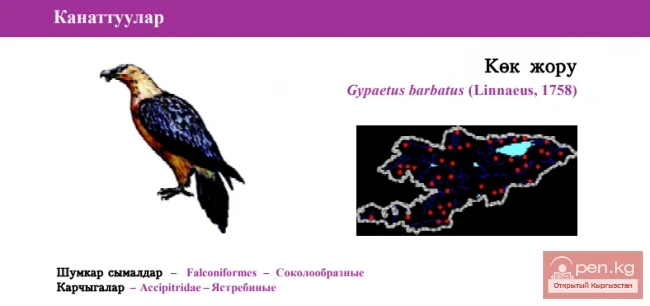 Бородач \ Kёк жору \ Lammergeier