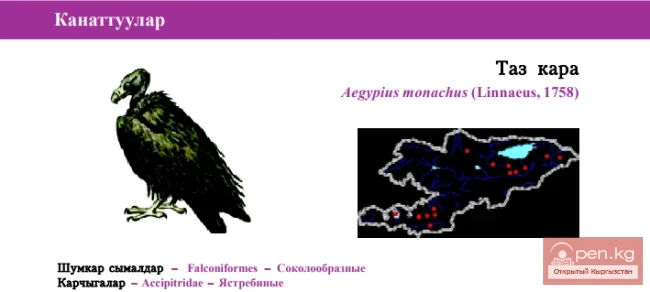 Black Vulture \ Tazkara \ Cinereous Vulture