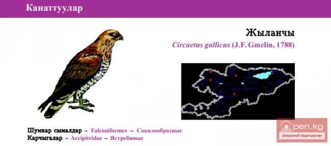 Змееяд \ Жыланчы \ Кыска баштуу бүркүт