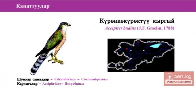 Turkestan Tuvik \ Kuryonkyokuryktuu Kyguy / Shikra