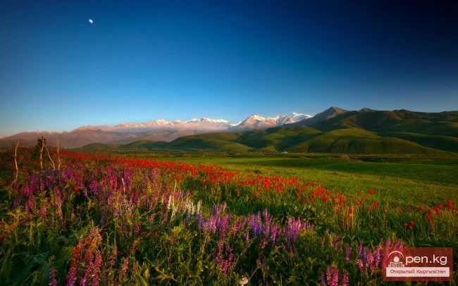 Flora of Kyrgyzstan