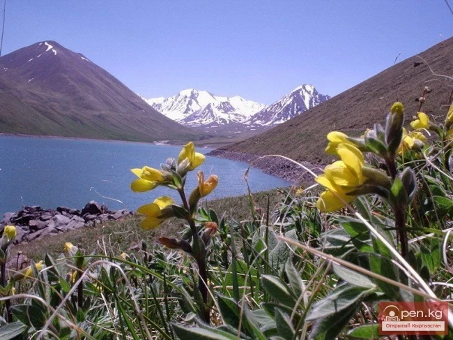 Кыргызстандын өсүмдүктөр дүйнөсү