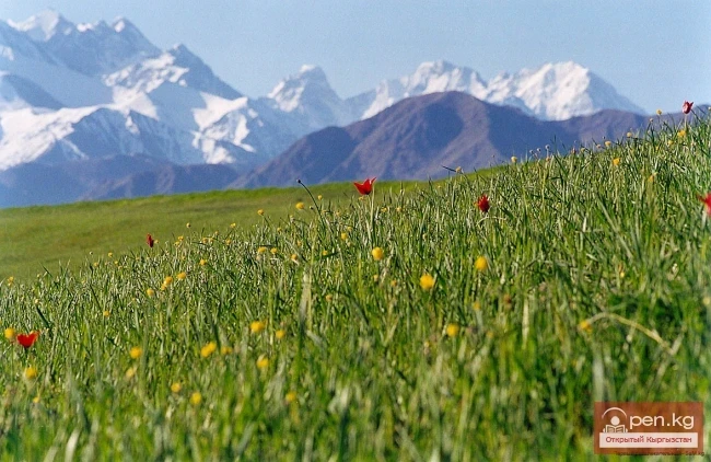 Кыргызстандын өсүмдүктөр дүйнөсү