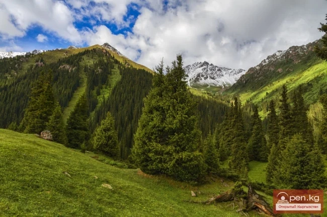 Кыргызстандын өсүмдүктөр дүйнөсү