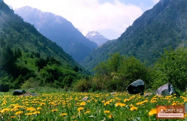 Кыргызстандын өсүмдүктөр дүйнөсү