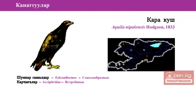 Steppe Eagle \ Kara Kush \ Steppe Eagle