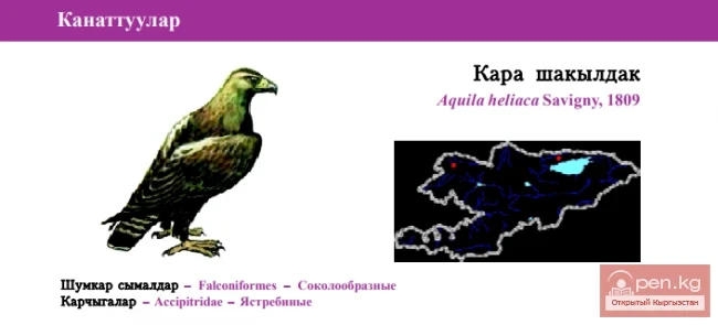 Могильник \ Кара шакылдак / Чыгыш империя бүркүтү