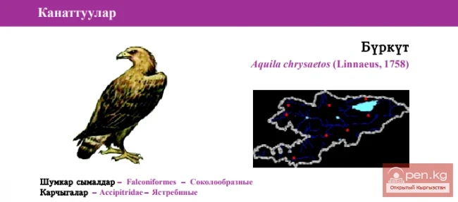Беркут \ Буркут \ Алтын бүркүт