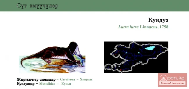 Орто Азиянын балыгы / Кундуз / Common otter