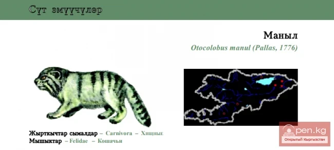 Манул / Маныл / Палластың мысыгы