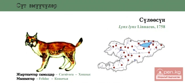 Рысь / Сулёёсун / Eurasian Lynx