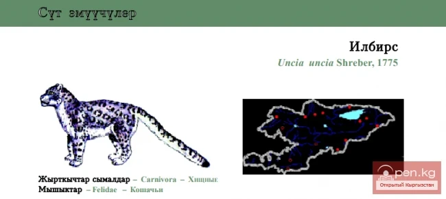 Снежный барс / Илбирс / Snow Leopard