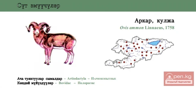 Горный баран / Аркар, кулжа / Argali