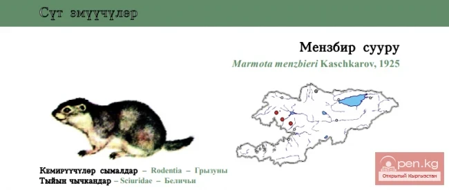Сурок Мензбира / Мензбир сууру / Menzbierдин мармонтун