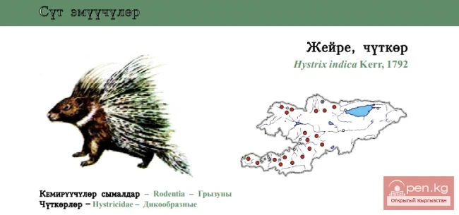 Indian Crested Porcupine / Jeyre, Chutkjor / Indian Porcupine