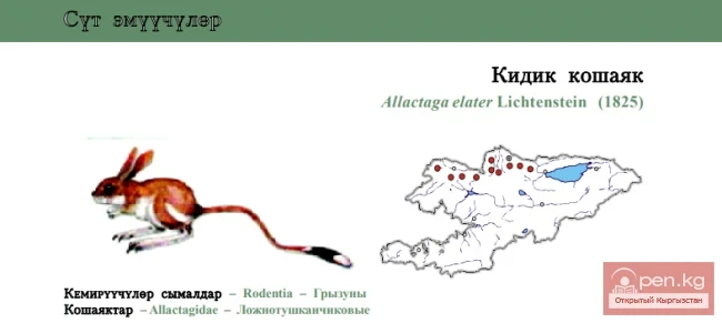 Small Jerboa / Kidik Koshayak / Small Five-toed Jerboa