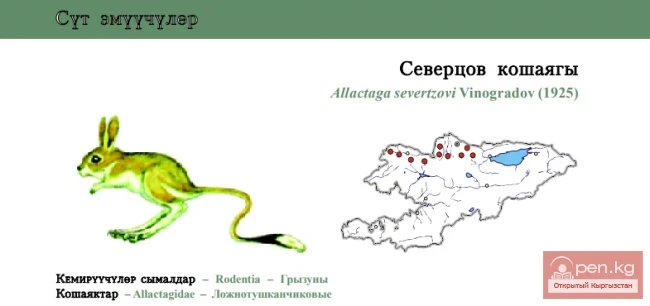 Severtzov’s Jerboa