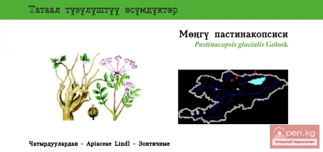 Pasternak's Glacier / Miongu Pastinacopsis / Pastinacopsis