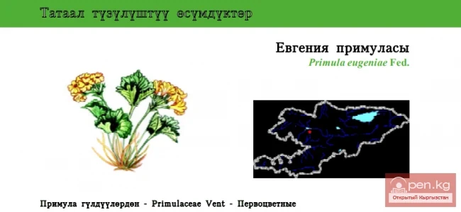 Eugenia's Primrose