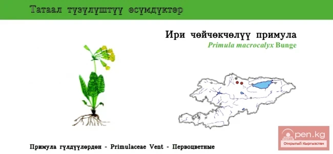 Первоцвет крупночашечный / Ири чөйчөкчөлүү примула / Large-calyxed Primrose