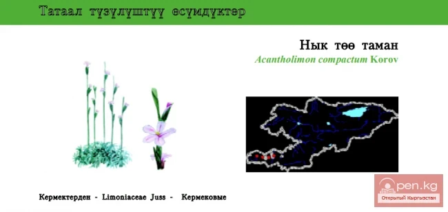 Акантолимон плотный / Нык тёё таман / Dense Prickly-thrift
