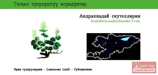 Andrachne-like Scullcup / Andrachne-like Helmet