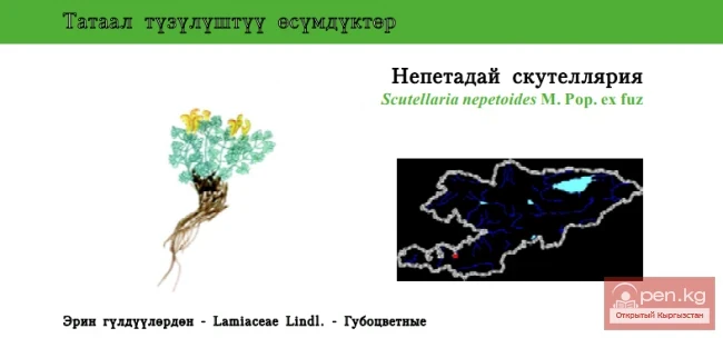Шлемник котовниковидный / Непетадай скутеллярия / Catmint-like Scullcup
