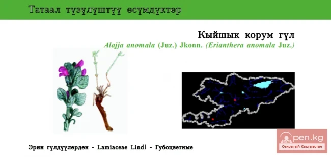 Алайя (эриантера) кыйшыйган / Кыйшык корум гул / Anomalous Alajja