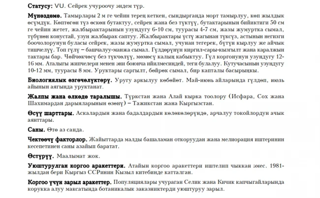 Пузырница Алайская / Алай физохлайнасы / Alai Physochlaina