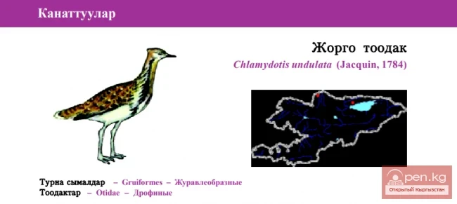 Дрофа-красотка / Жорго тоодак / Houbara Bustard