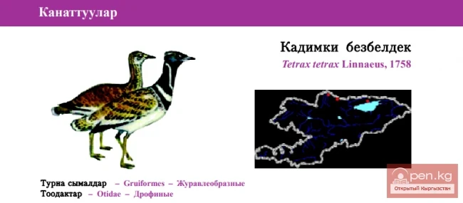 Стрепет / Кадимки бeзбeлдeк / Little Bustard