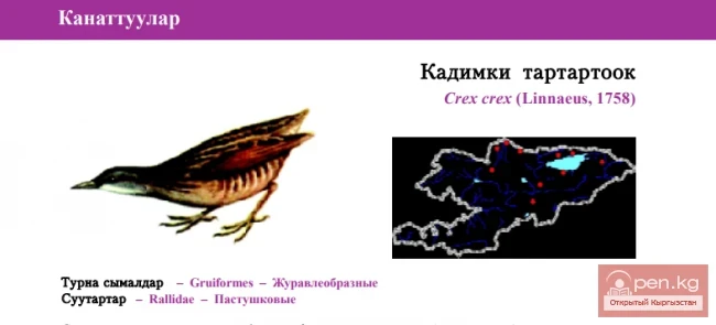 Corncrake / Kadimki tartartook / Corncrake