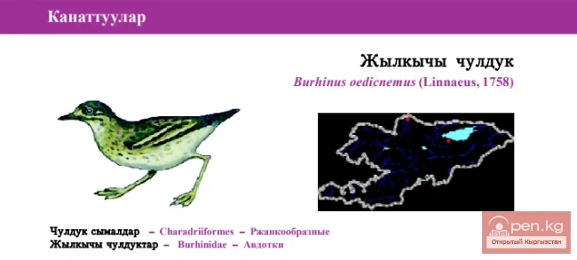 Авдотка / Жылкычы чулдук \ Евразия таш курлугу