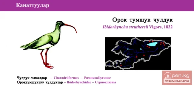 Серпоклюв / Орок тумшук чулдук / Ibisbill