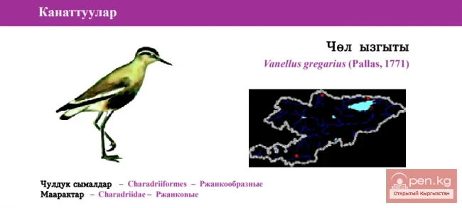 Krechetka / Cheł yzyty / Sociable Plover