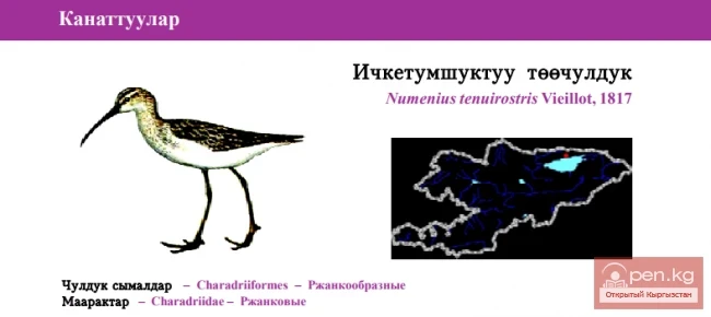 Тонкоклювый кроншнеп / Ичкетумшуктуу тёёчулдук / Slender-billed Curlew