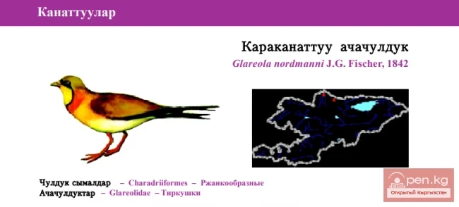 Степная тиркушка / Караканаттуу ачачулдук / Black-winged Pratincole