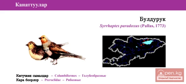 Saja / Bulduk / Pallas’s Sandgrouse