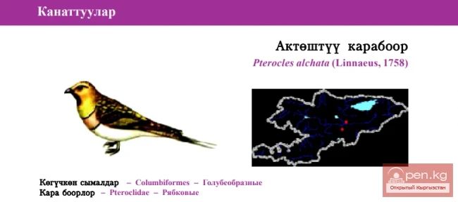 Белдүү жоон / Актёрдук карабоор / Pin-tailed Sandgrouse